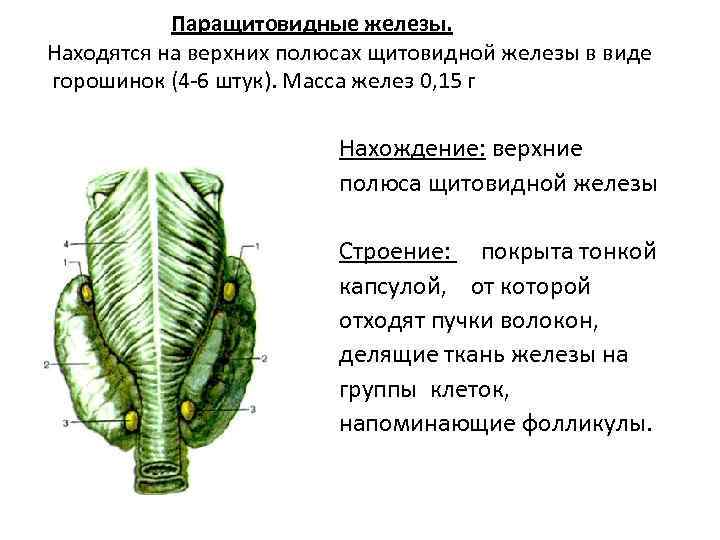 Щитовидная железа паращитовидные железы. Паращитовидная железа строение. Околощитовидные железы анатомия строение. Околощитовидная железа строение. Щитовидная и паращитовидная железы анатомия.