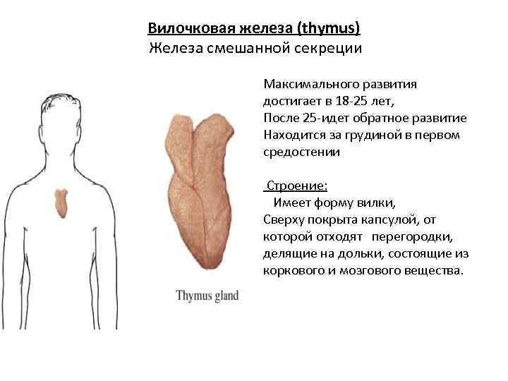 Вилочковая железа (thymus) Железа смешанной секреции Максимального развития достигает в 18 -25 лет, После