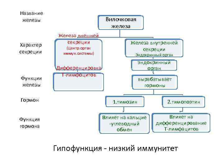 Название железы Характер секреции Функции железы Вилочковая железа Железа внешней секреции Железа внутренней секреции