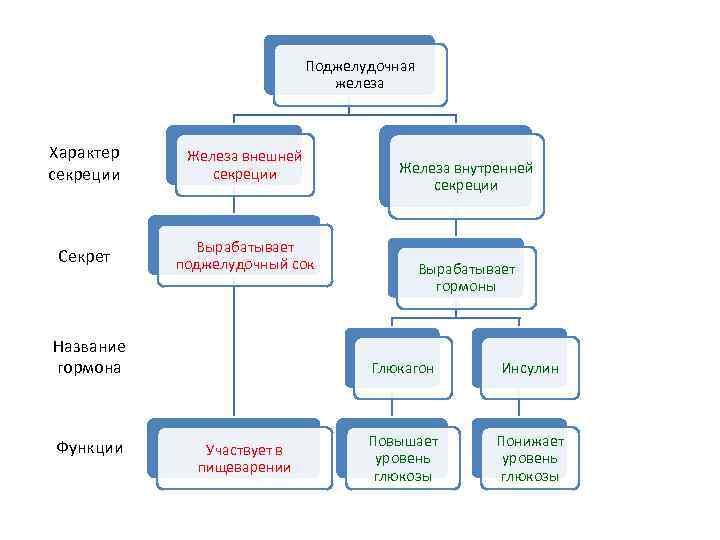 Поджелудочная железа Характер секреции Железа внешней секреции Секрет Вырабатывает поджелудочный сок Название гормона Функции
