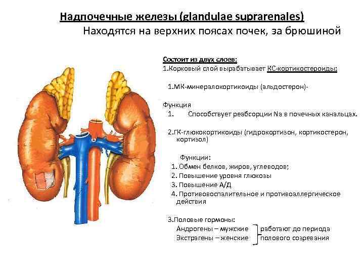 Надпочечные железы (glandulae suprarenales) Находятся на верхних поясах почек, за брюшиной Состоит из двух