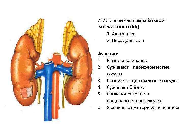 2. Мозговой слой вырабатывает катехоламины (КА) 1. Адреналин 2. Норадреналин Функции: 1. Расширяют зрачок