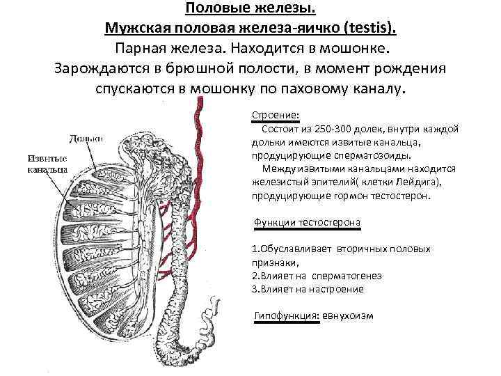 Пара железы. Семенники железа строение. Железы брюшной полости. Яичко это парная железа.