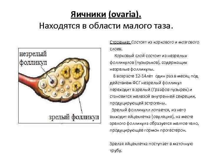 Яичники (ovaria). Находятся в области малого таза. Строение: Состоят из коркового и мозгового слоев.