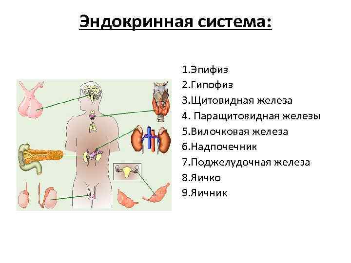 Эндокринная система: 1. Эпифиз 2. Гипофиз 3. Щитовидная железа 4. Паращитовидная железы 5. Вилочковая