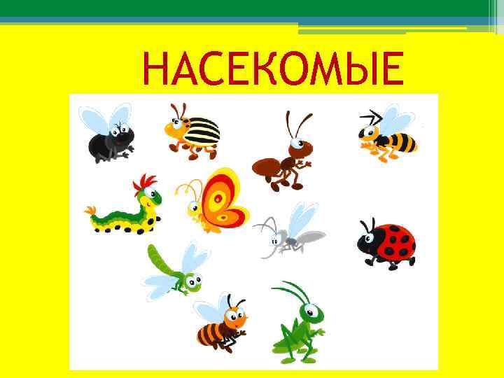 НАСЕКОМЫЕ 