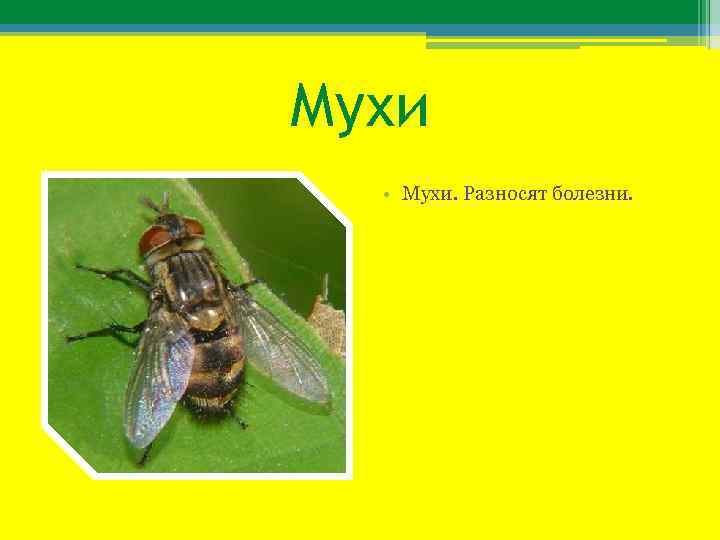 Мухи • Мухи. Разносят болезни. 
