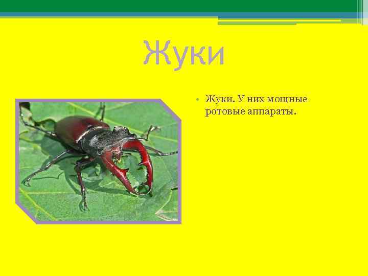 Жуки • Жуки. У них мощные ротовые аппараты. 