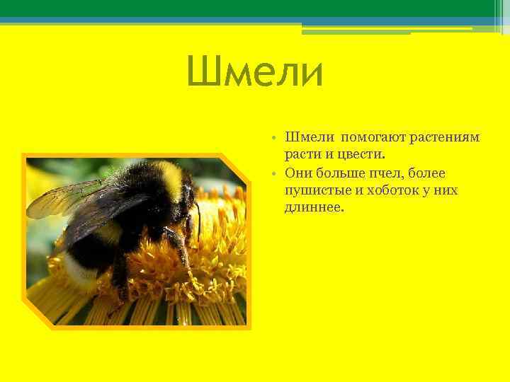 Шмели • Шмели помогают растениям расти и цвести. • Они больше пчел, более пушистые
