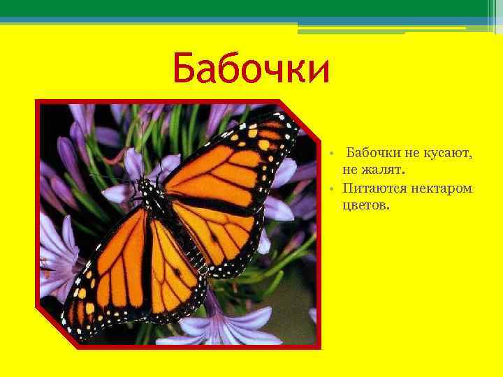 Бабочки • Бабочки не кусают, не жалят. • Питаются нектаром цветов. 
