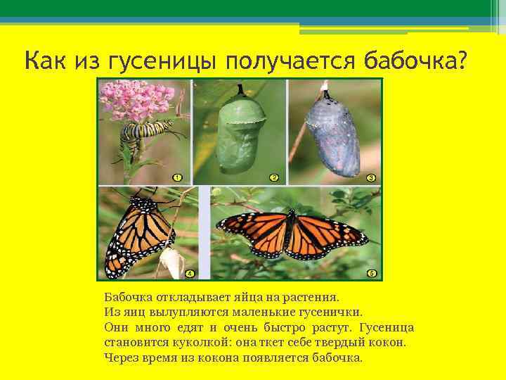 Как из гусеницы получается бабочка? Бабочка откладывает яйца на растения. Из яиц вылупляются маленькие