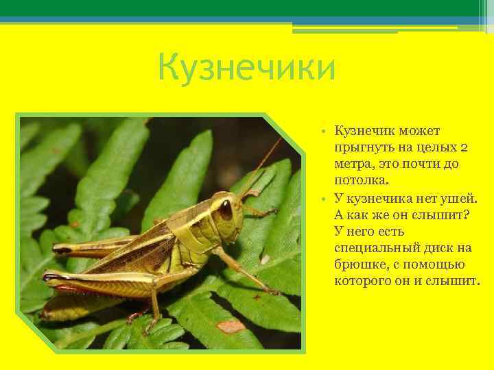 Кузнечики • Кузнечик может прыгнуть на целых 2 метра, это почти до потолка. •