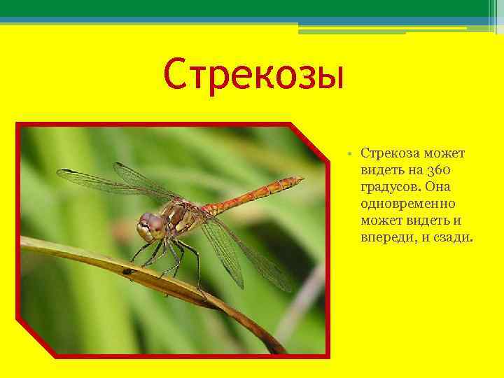 Стрекозы • Стрекоза может видеть на 360 градусов. Она одновременно может видеть и впереди,