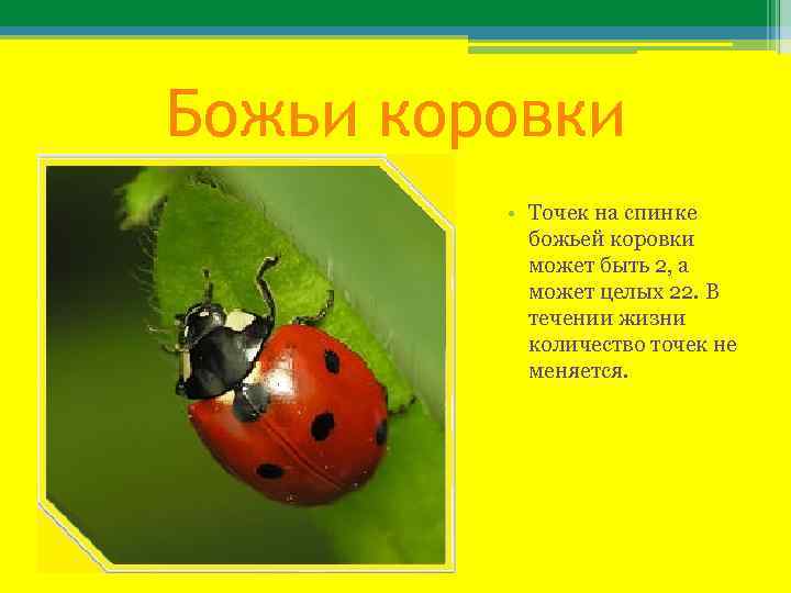 Божьи коровки • Точек на спинке божьей коровки может быть 2, а может целых