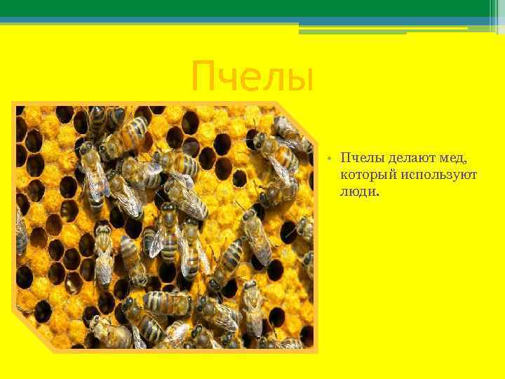 Пчелы • Пчелы делают мед, который используют люди. 