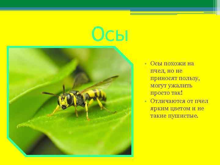 Осы • Осы похожи на пчел, но не приносят пользу, могут ужалить просто так!