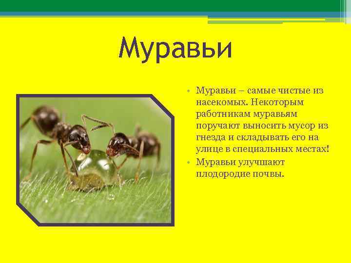 Муравьи • Муравьи – самые чистые из насекомых. Некоторым работникам муравьям поручают выносить мусор