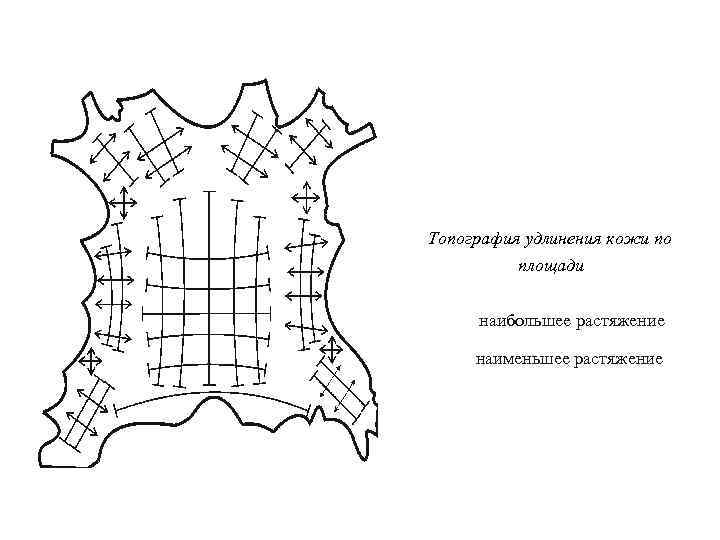 Топография удлинения кожи по площади наибольшее растяжение наименьшее растяжение 