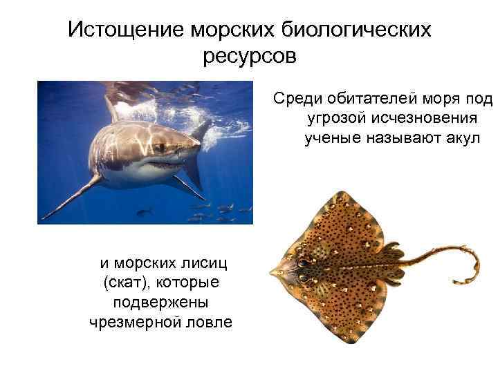 Истощение морских биологических ресурсов Среди обитателей моря под угрозой исчезновения ученые называют акул и