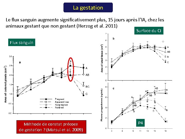 La gestation Le flux sanguin augmente significativement plus, 15 jours après l’IA, chez les