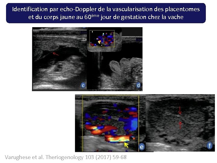Identification par echo-Doppler de la vascularisation des placentomes et du corps jaune au 60ème
