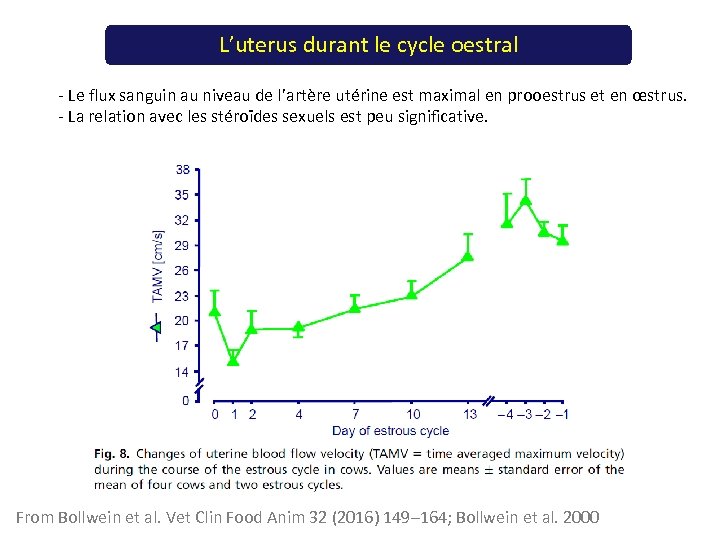 L’uterus durant le cycle oestral - Le flux sanguin au niveau de l’artère utérine