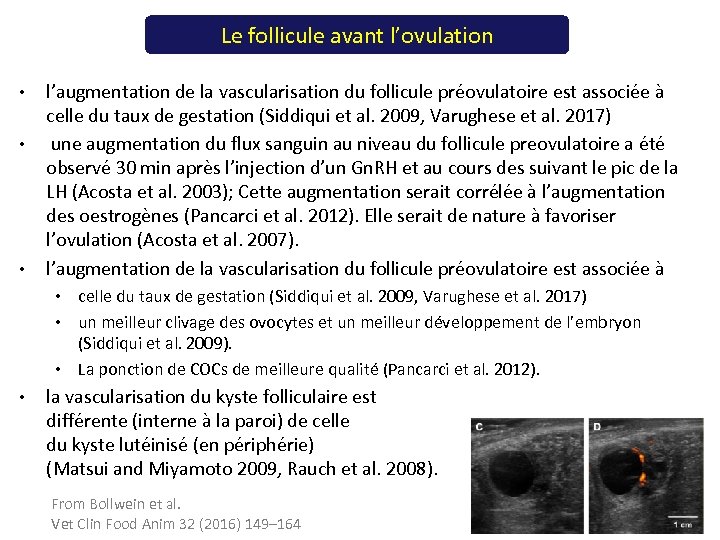 Le follicule avant l’ovulation • • • l’augmentation de la vascularisation du follicule préovulatoire