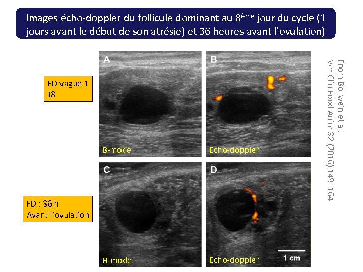 Images écho-doppler du follicule dominant au 8ème jour du cycle (1 jours avant le
