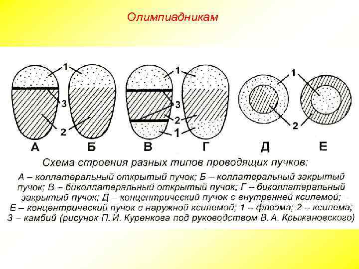 Олимпиадникам 