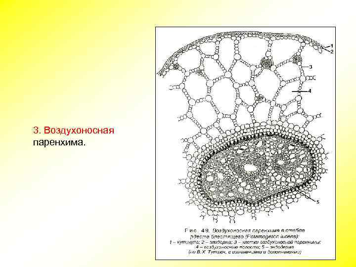 3. Воздухоносная паренхима. 