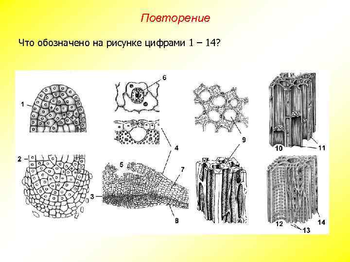 Повторение Что обозначено на рисунке цифрами 1 – 14? 