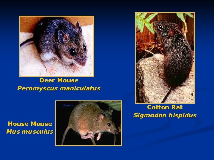 Deer Mouse Peromyscus maniculatus L. L. Masters House Mus musculus Cotton Rat Sigmodon hispidus