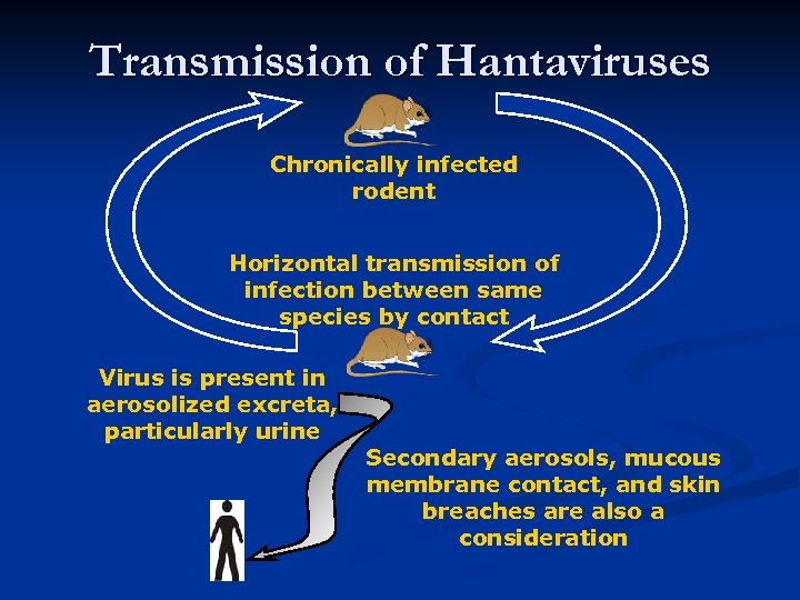 Transmission of Hantaviruses Chronically infected rodent Horizontal transmission of infection between same species by