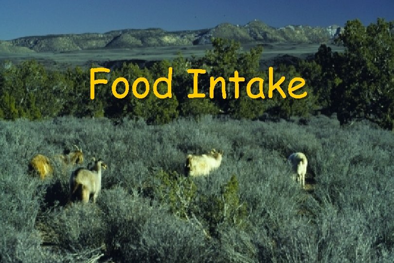 Food Intake 