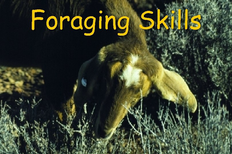 Foraging Skills 