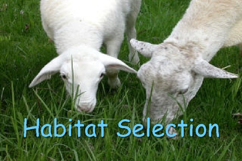Habitat Selection 