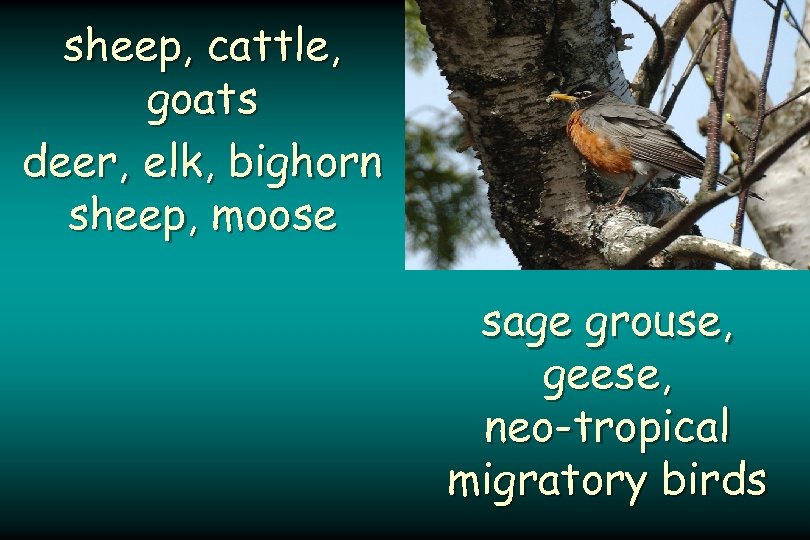 sheep, cattle, goats deer, elk, bighorn sheep, moose sage grouse, geese, neo-tropical migratory birds