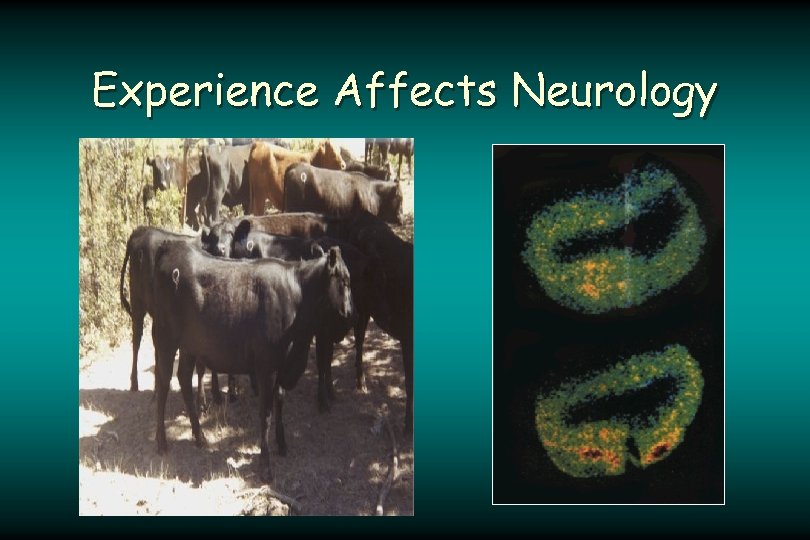 Experience Affects Neurology 