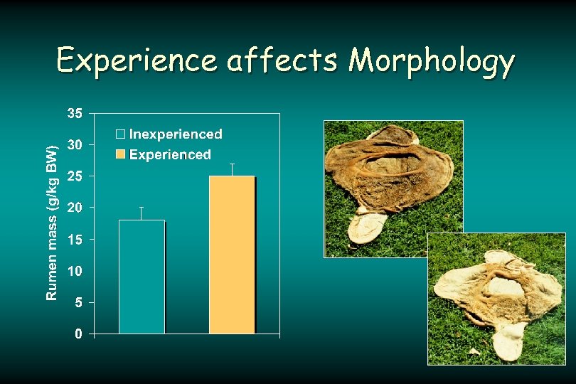 Experience affects Morphology 