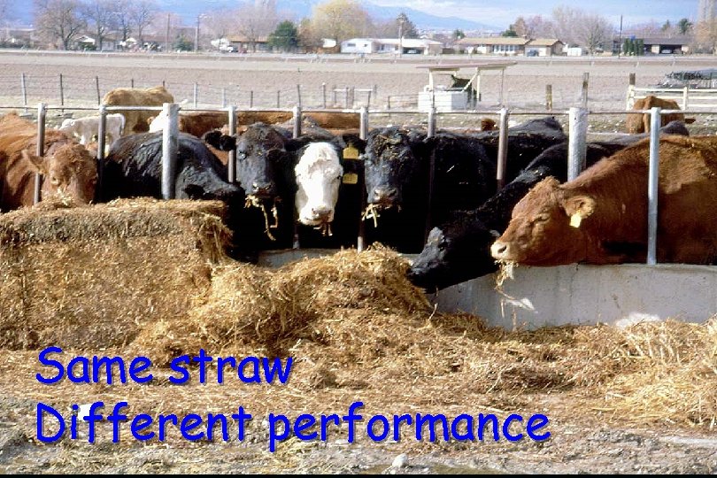 Same straw Different performance 