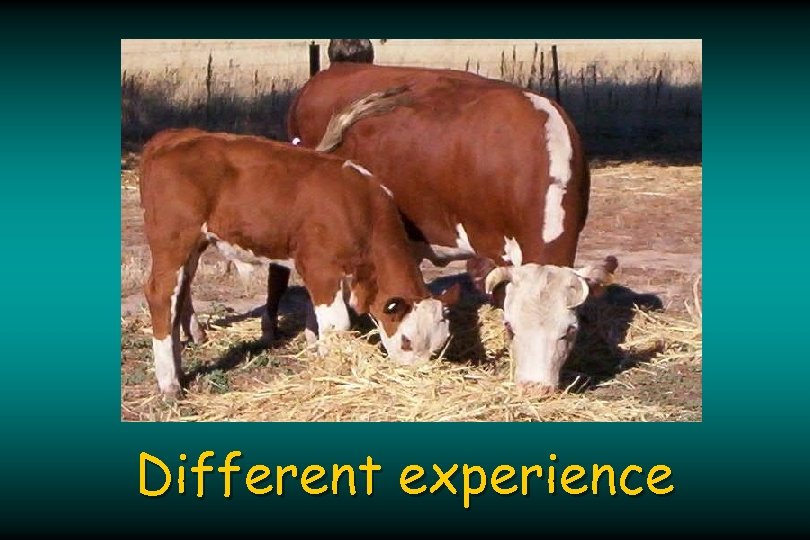 Different experience 