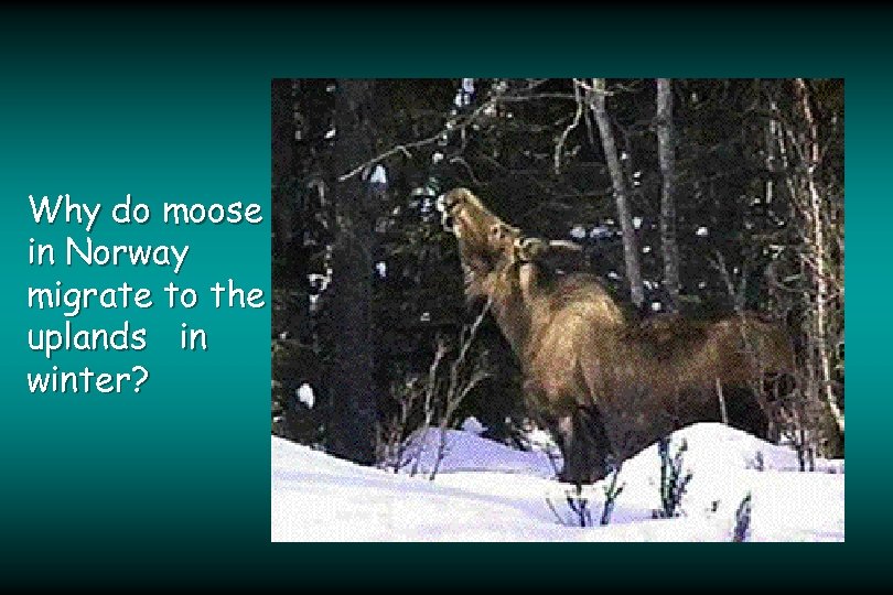 Why do moose in Norway migrate to the uplands in winter? 