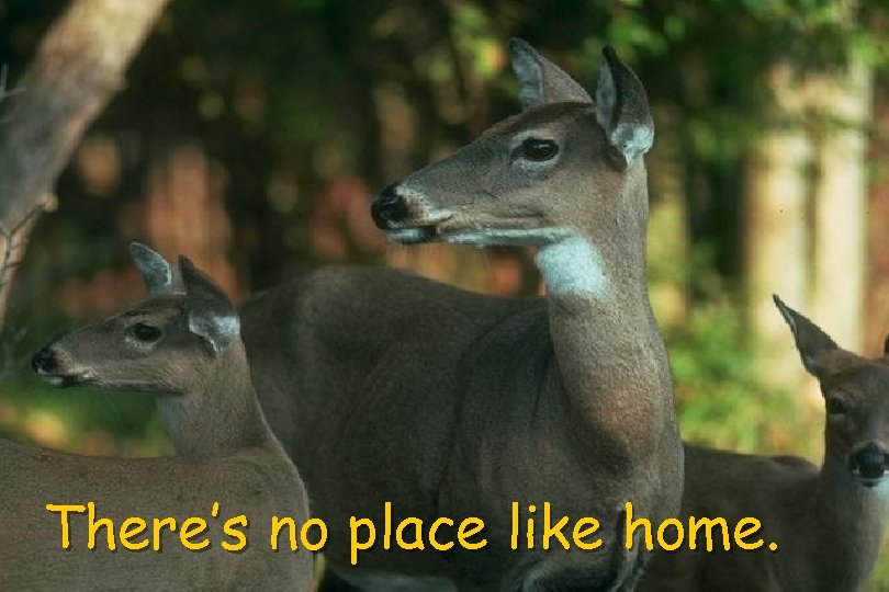 There’s no place like home. 
