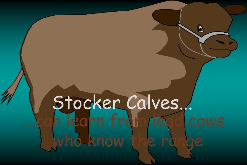 Stocker Calves. . . can learn from lead cows who know the range 