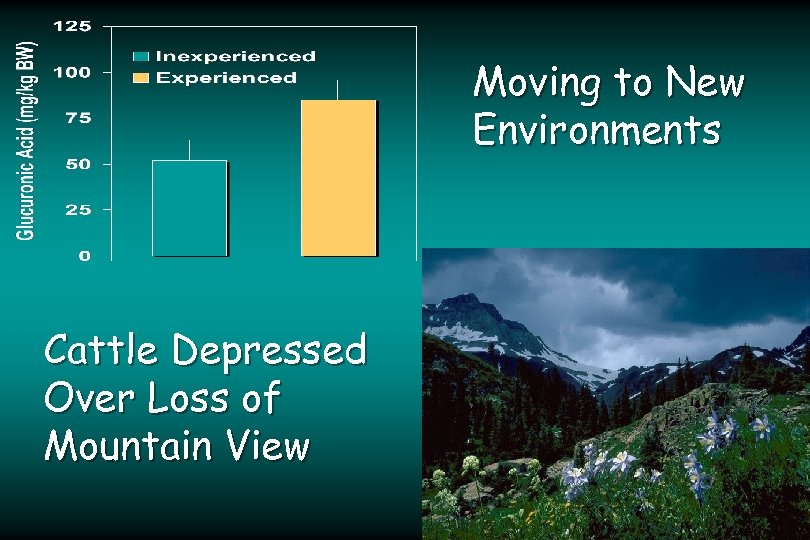 Moving to New Environments Cattle Depressed Over Loss of Mountain View 