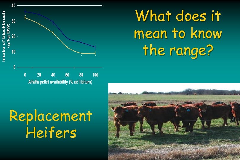 What does it mean to know the range? Replacement Heifers 