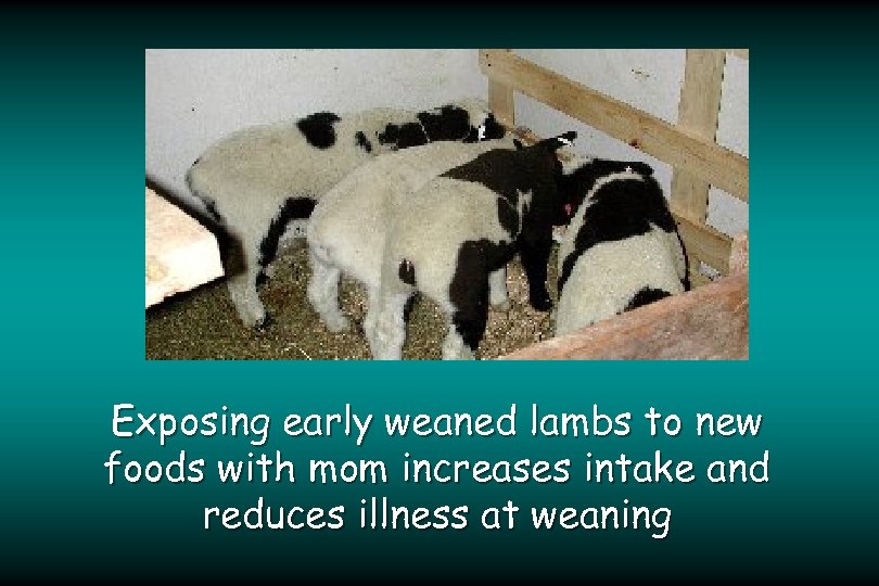 Exposing early weaned lambs to new foods with mom increases intake and reduces illness