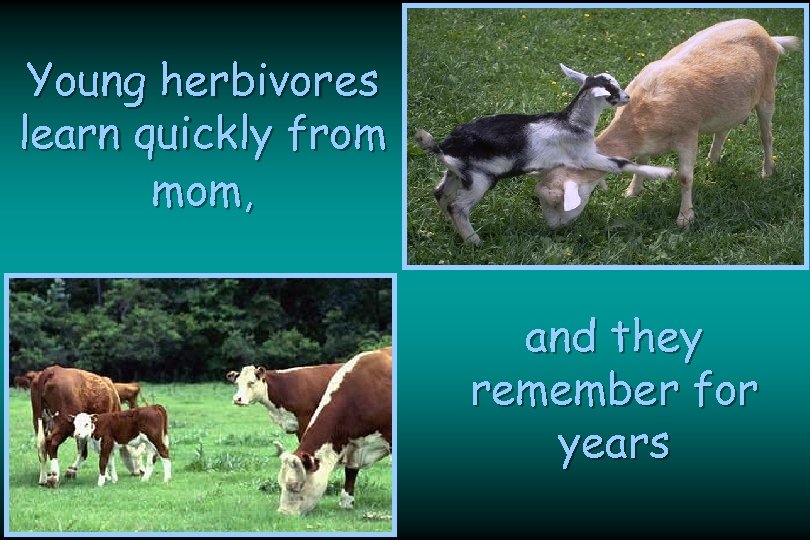 Young herbivores learn quickly from mom, and they remember for years 