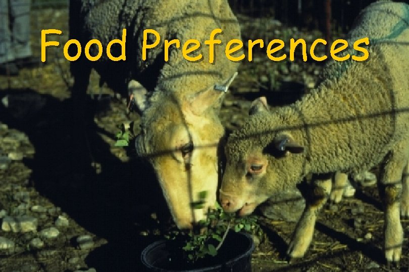 Food Preferences 