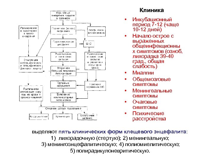 Клиника • • Инкубационный период 7 -12 (чаще 10 -12 дней) Начало острое с